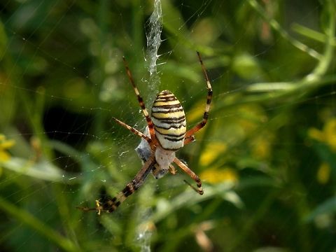 Wasp spider  Argiope bruennichi,Bulgaria,Geotagged,Wasp spider