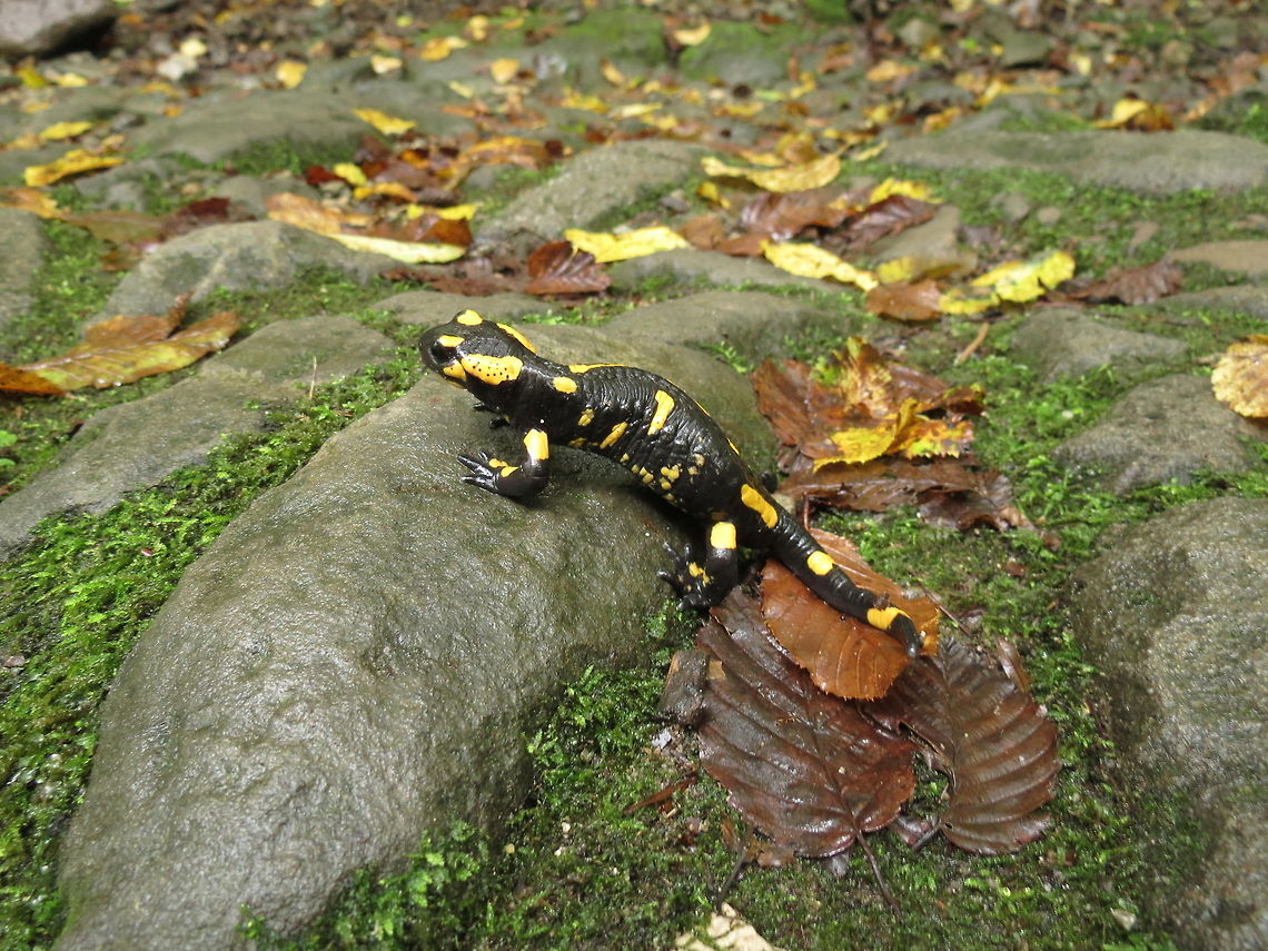Fire salamander  Bulgaria,Fire Salamander,Salamandra salamandra
