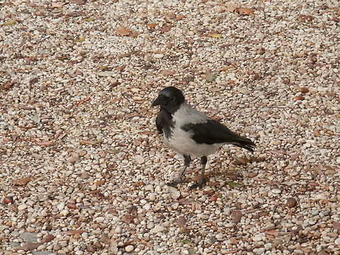 Hooded crow  Corvus cornix,Geotagged,Hooded Crow,Italy