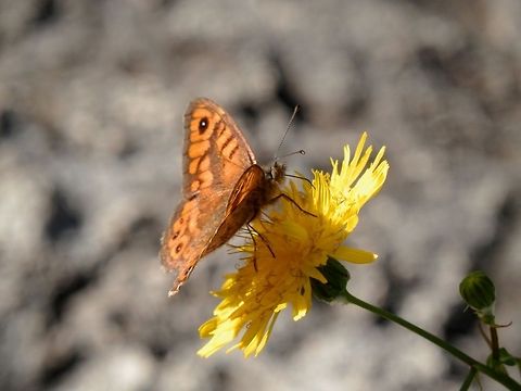 Wall brown in Rome  Geotagged,Italy,Lasiommata megera,Palatine Hill,Wall Brown