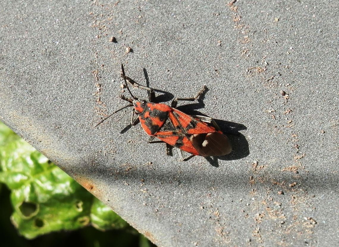 Spilostethus pandurus  Geotagged,Italy,Palatine Hill,Spilostethus pandurus