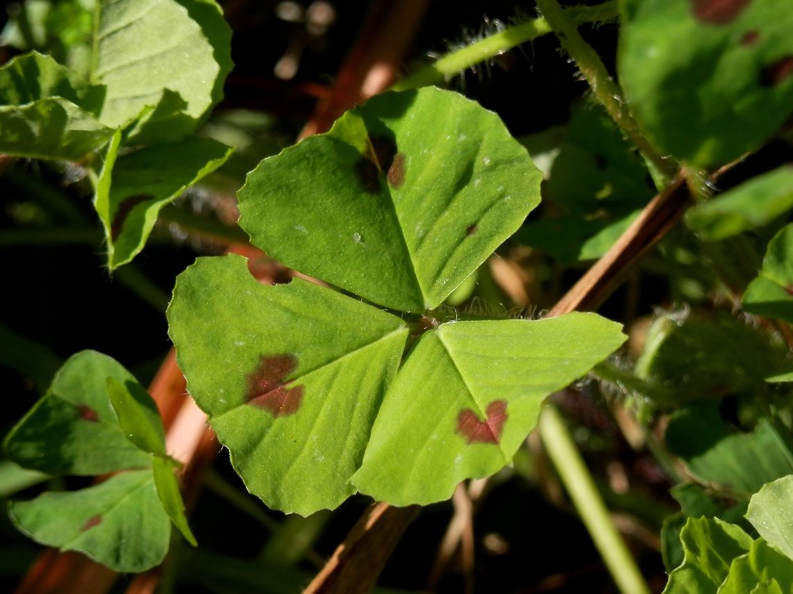 Heart clover  Geotagged,Italy,Medicago arabica,Palatine Hill