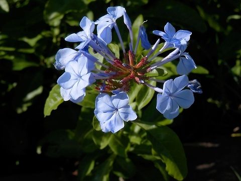 Plumbago  Cape leadwort,Geotagged,Italy,Palatine Hill,Plumbago auriculata