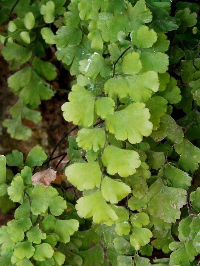 Southern maidenhair fern  Adiantum capillus-veneris,Geotagged,Italy,Palatine Hill