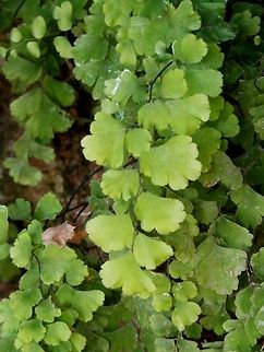 Southern maidenhair fern  Adiantum capillus-veneris,Geotagged,Italy,Palatine Hill