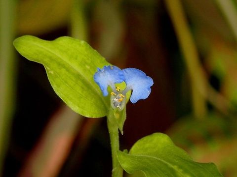 Blue commelina Commelina sp. - I took it from an ornamental plants greenhouse and I am not sure which species it is. Commelina