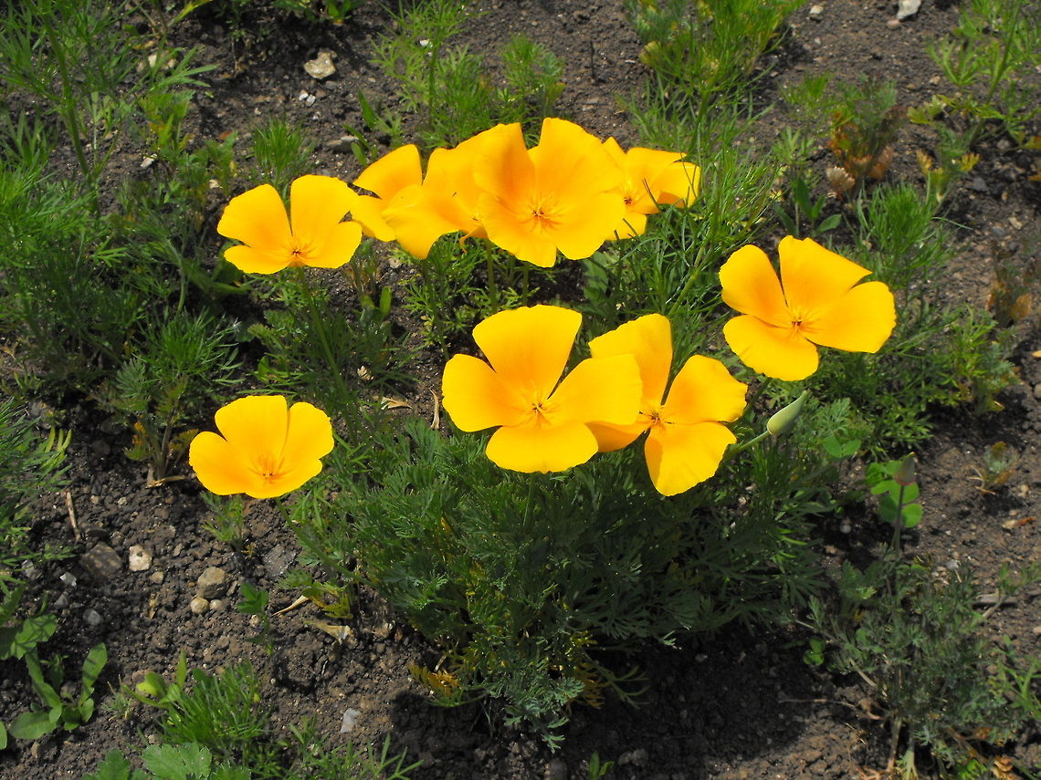 Golden poppy  Bulgaria,California Poppy,Eschscholzia californica