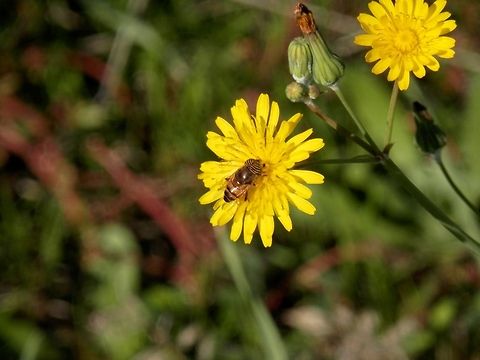 Striped eyes - Eristalinus taeniops  Eristalinus taeniops,Geotagged,Italy,Palatine Hill