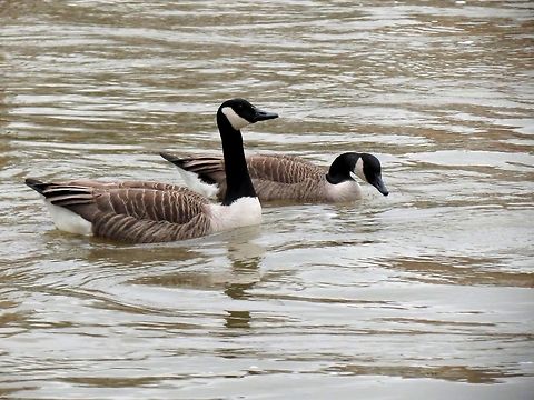 Canada goose  Branta canadensis,Canada goose,Geotagged,United Kingdom