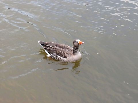 Greylag goose  Anser anser,Geotagged,Greylag Goose,United Kingdom