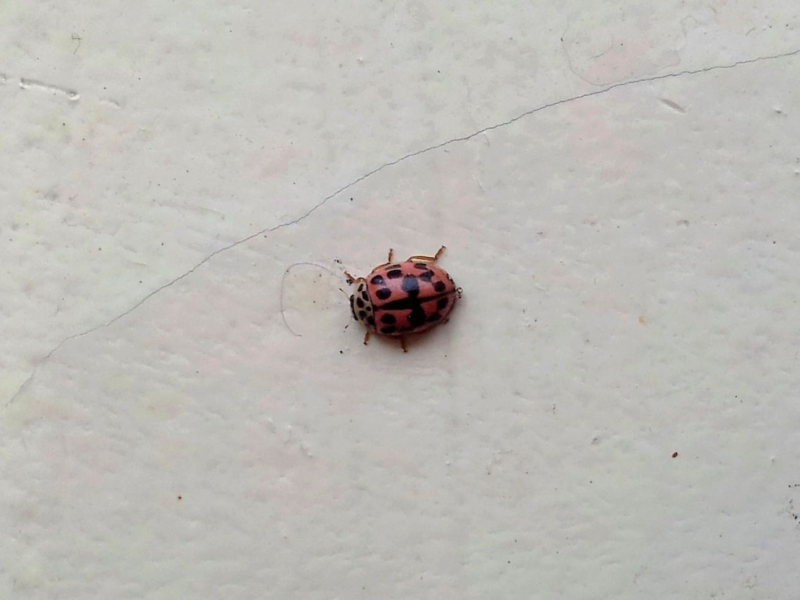 Oenopia conglobata  Bulgaria,Oenopia conglobata