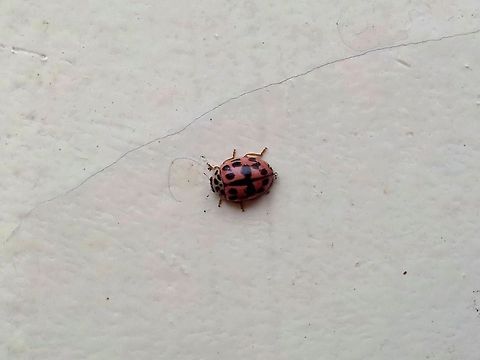 Oenopia conglobata  Bulgaria,Oenopia conglobata