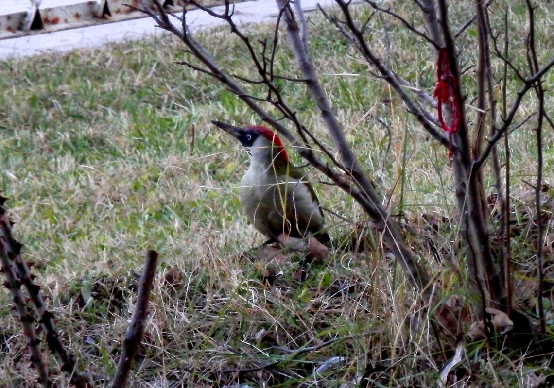 European green woodpecker  Bulgaria,European Green Woodpecker,Picus viridis