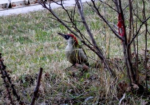 European green woodpecker  Bulgaria,European Green Woodpecker,Picus viridis
