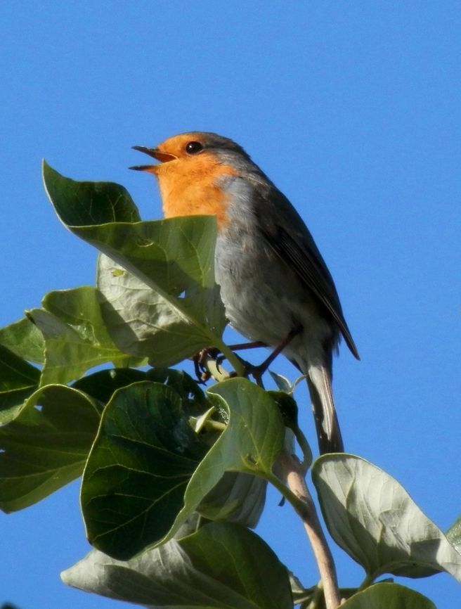 Singing robin Happy New Year! Erithacus rubecula,European Robin,Geotagged,Italy,Palatine Hill