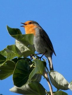 Singing robin Happy New Year! Erithacus rubecula,European Robin,Geotagged,Italy,Palatine Hill