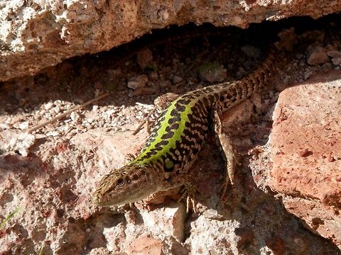 Italian wall lizard  Geotagged,Italian wall lizard,Italy,Palatine Hill,Podarcis sicula