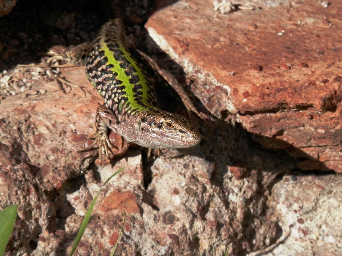 Italian wall lizard  Geotagged,Italian wall lizard,Italy,Palatine Hill,Podarcis sicula