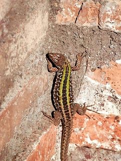 Italian wall lizard  Geotagged,Italian wall lizard,Italy,Palatine Hill,Podarcis sicula