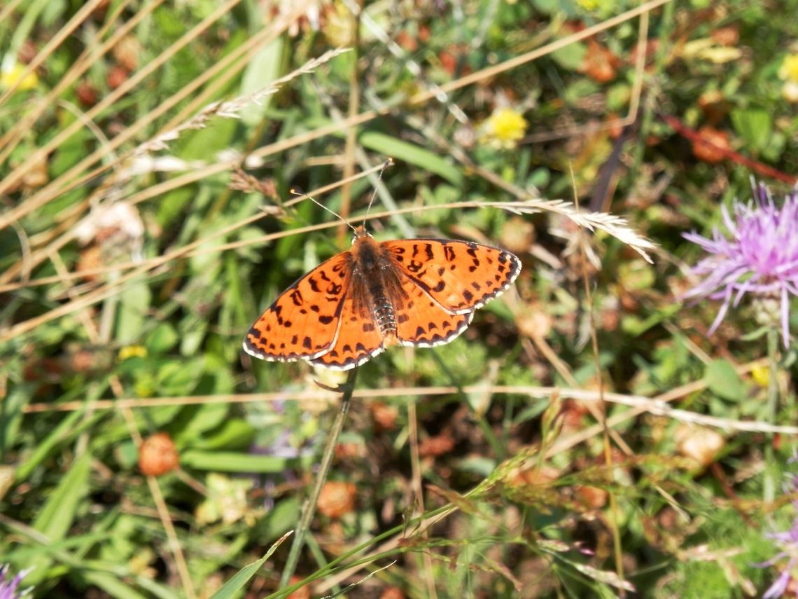 Spotted fritillary dorsal view  Bulgaria,Geotagged,Melitaea didyma,Summer