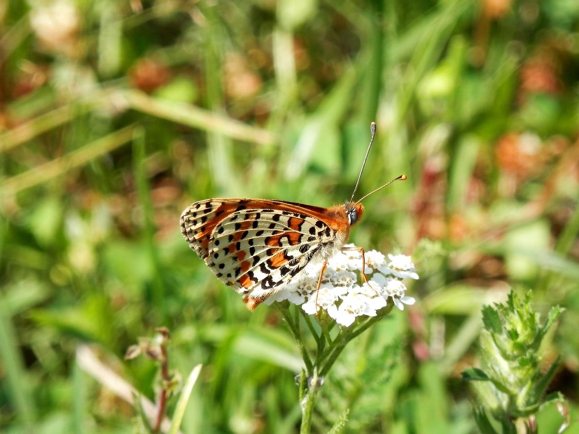 Spotted fritillary side view  Bulgaria,Geotagged,Melitaea didyma,Summer