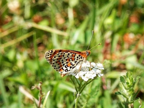 Spotted fritillary side view  Bulgaria,Geotagged,Melitaea didyma,Summer