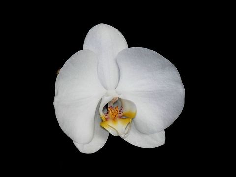 Phalaenopsis amabilis  Phalaenopsis amabilis