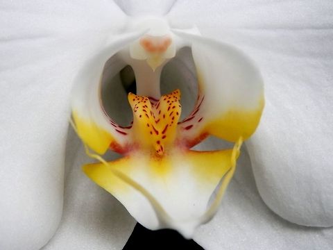 Phalaenopsis amabilis close-up  Phalaenopsis amabilis