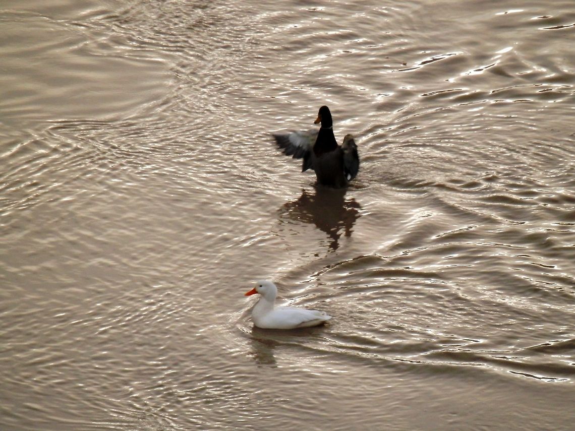 Mallard  Anas platyrhynchos,Fall,Geotagged,Italy,Mallard