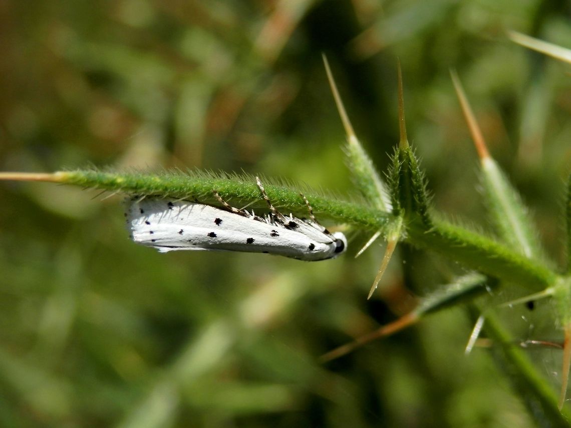 Thistle ermine  Bulgaria,Geotagged,Myelois circumvoluta,Summer,Thistle ermine