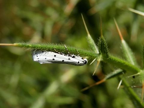 Thistle ermine  Bulgaria,Geotagged,Myelois circumvoluta,Summer,Thistle ermine