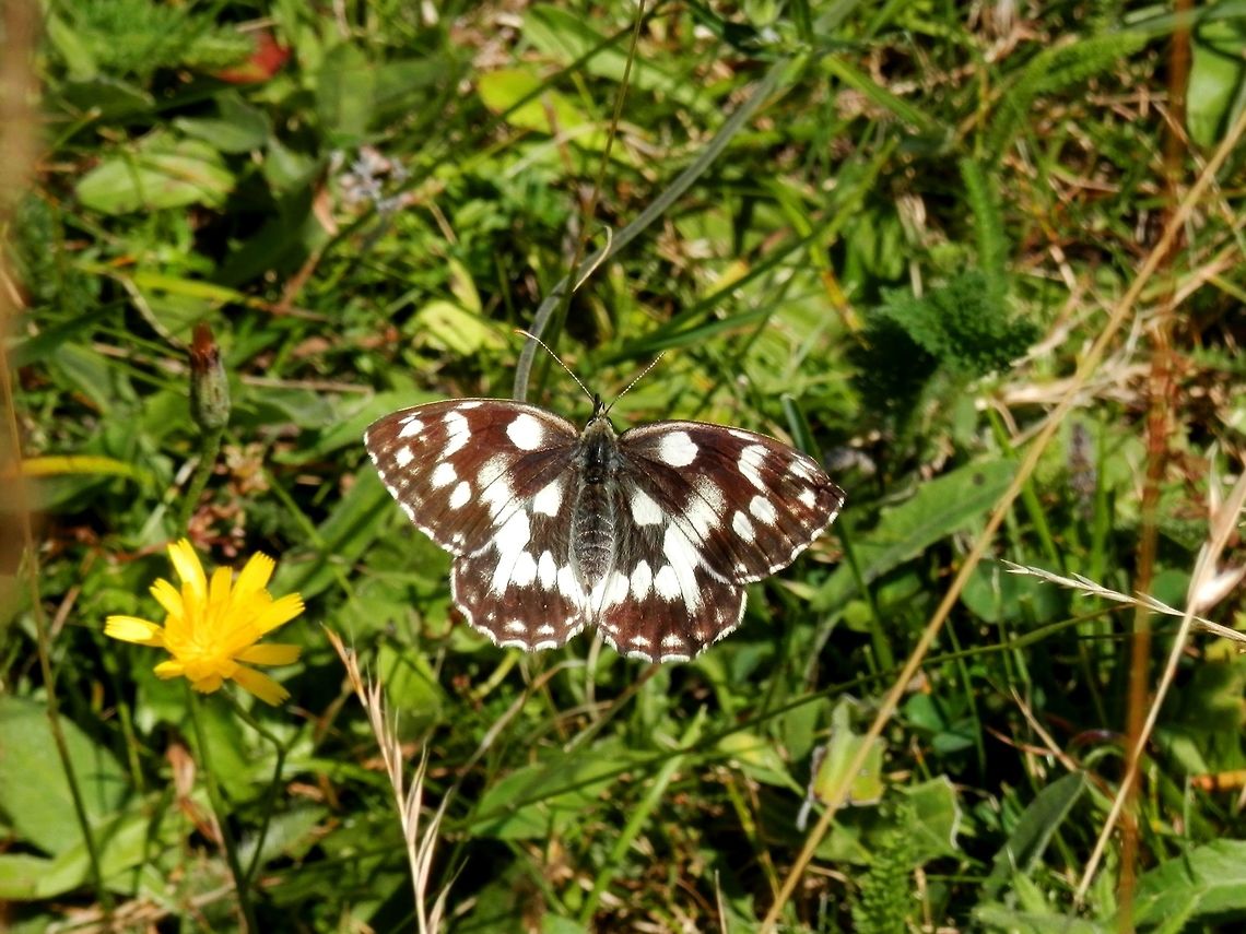 Marbled white  Bulgaria,Geotagged,Marbled White,Melanargia galathea,Summer