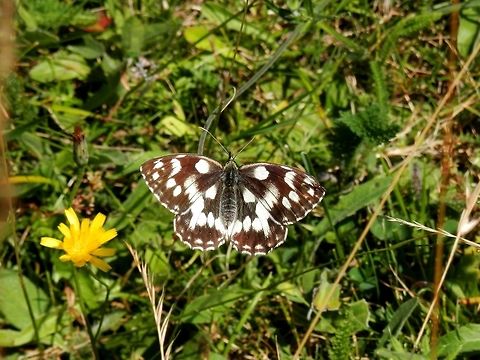 Marbled white  Bulgaria,Geotagged,Marbled White,Melanargia galathea,Summer