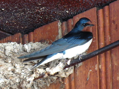 Barn swallow Barn swallow nesting under the roof. Barn swallow,Bulgaria,Hirundo rustica