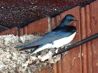 Barn swallow Barn swallow nesting under the roof. Barn swallow,Bulgaria,Hirundo rustica