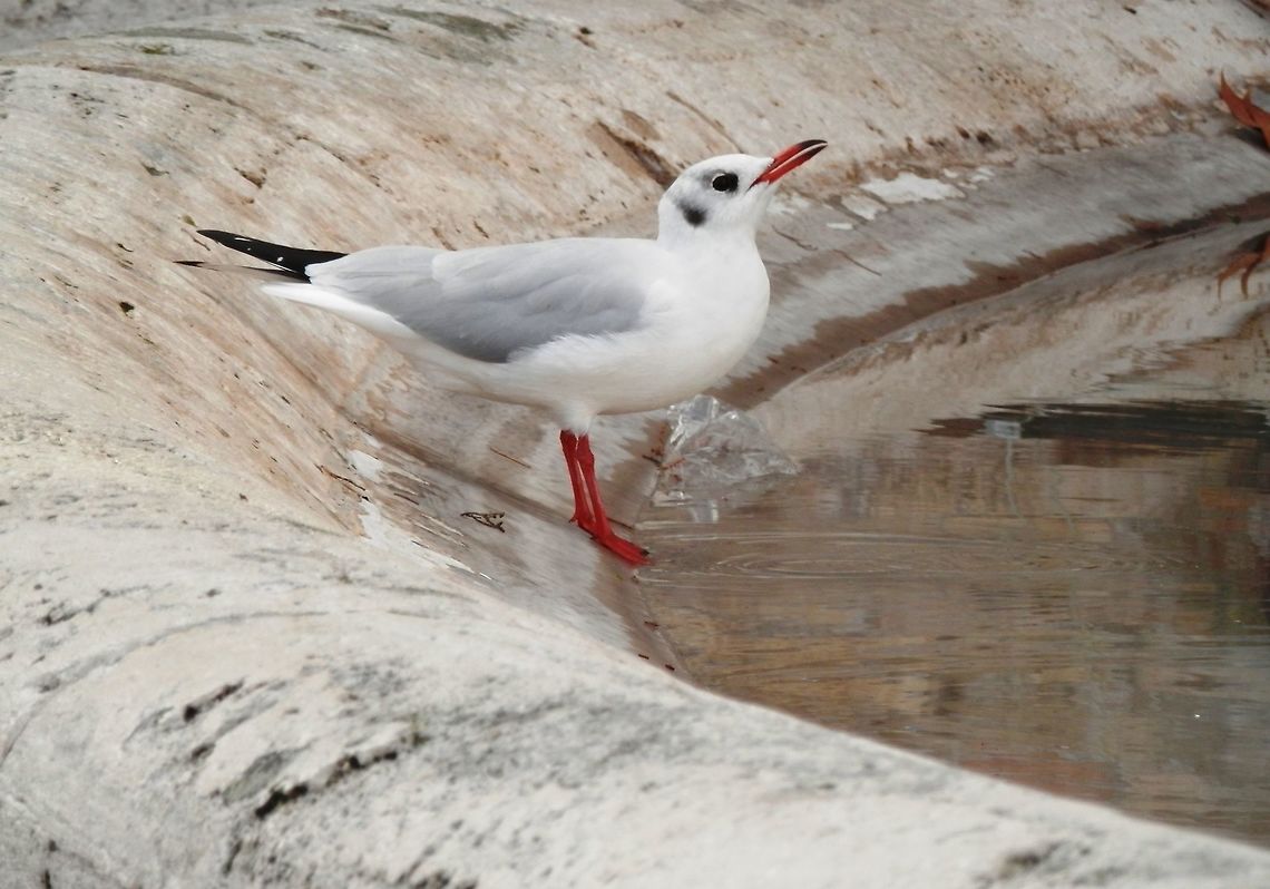 Black-headed gull in Rome A black-headed gull drinking from a fountain in Rome. Black-headed Gull,Chroicocephalus ridibundus,Fall,Geotagged,Italy
