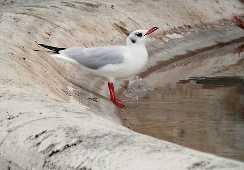 Black-headed gull in Rome A black-headed gull drinking from a fountain in Rome. Black-headed Gull,Chroicocephalus ridibundus,Fall,Geotagged,Italy