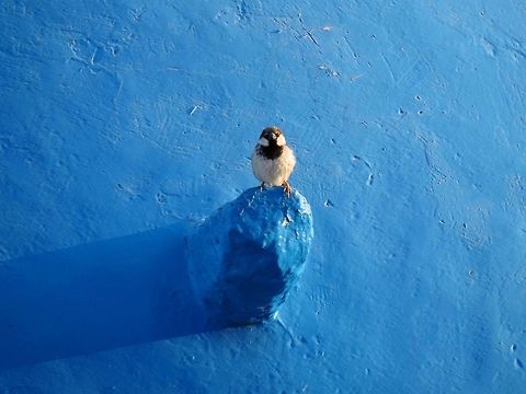 House sparrow It's just as good as any other perch. Greece,House sparrow,Passer domesticus,Santorini