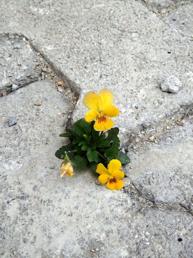 Pansy Plants always find the way to grow. Geotagged,Macedonia (FYROM),Pansy,Summer,Viola tricolor subsp. hortensis