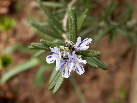 Rosemary  Rosemary,Rosmarinus officinalis