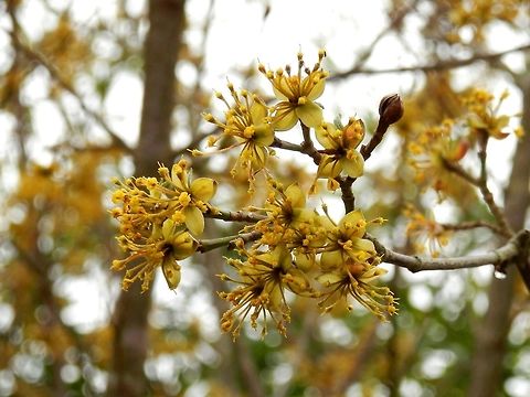 Cornelian cherry in bloom Spring is in the air Bulgaria,Cornelian cherry,Cornus mas,Geotagged,Spring
