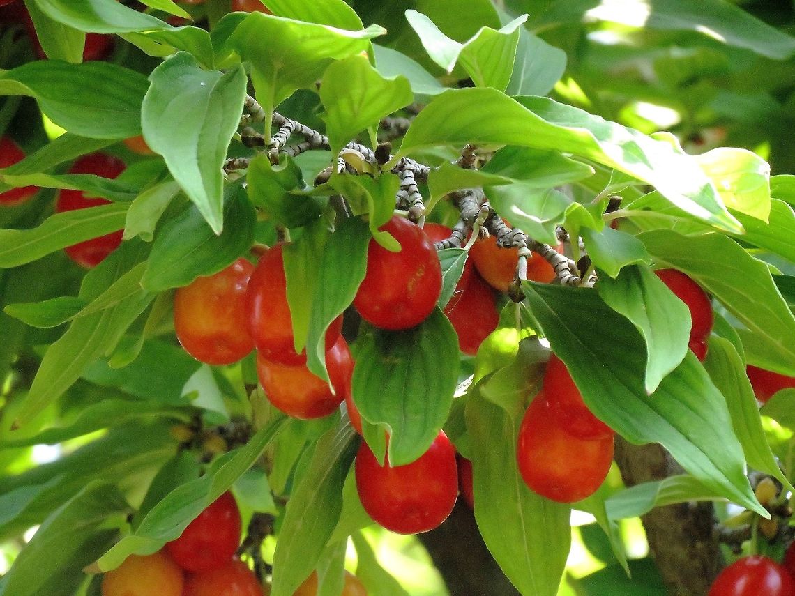 Cornelian cherries  Cornelian cherry,Cornus mas