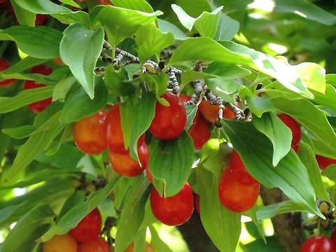 Cornelian cherries  Cornelian cherry,Cornus mas