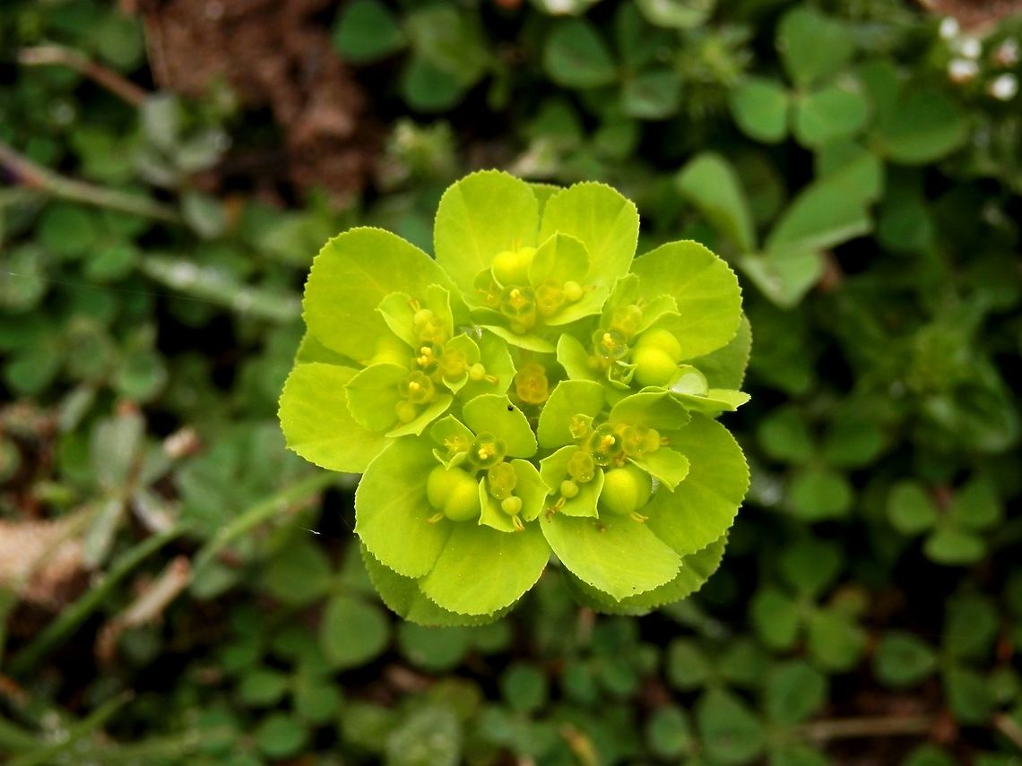 Sun spurge  Euphorbia helioscopia,Geotagged,Greece,Lake Kerkini,Spring,Sun spurge