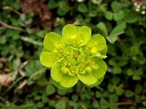 Sun spurge  Euphorbia helioscopia,Geotagged,Greece,Lake Kerkini,Spring,Sun spurge
