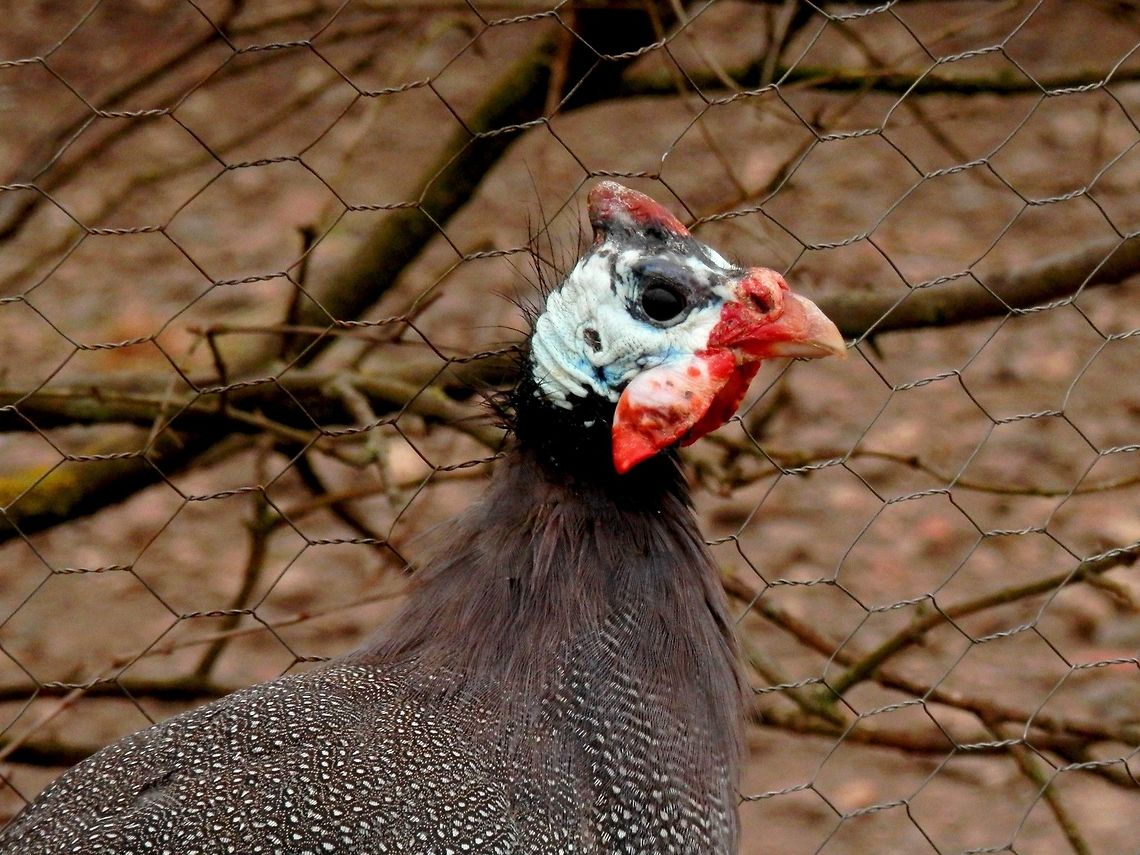 Helmeted guineafowl head close-up  Bulgaria,Geotagged,Helmeted Guineafowl,Numida meleagris,Spring