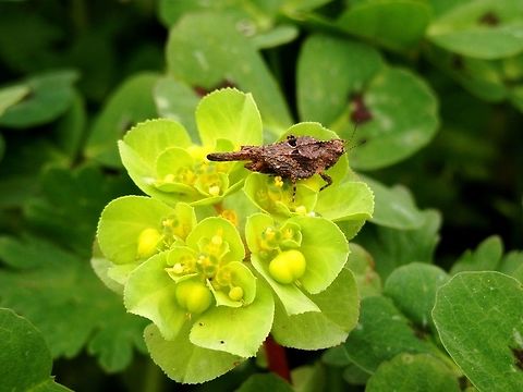 Dented groundhopper on sun spurge  Dented groundhopper,Depressotetrix depressa,Euphorbia helioscopia,Geotagged,Greece,Lake Kerkini,Spring,Sun spurge