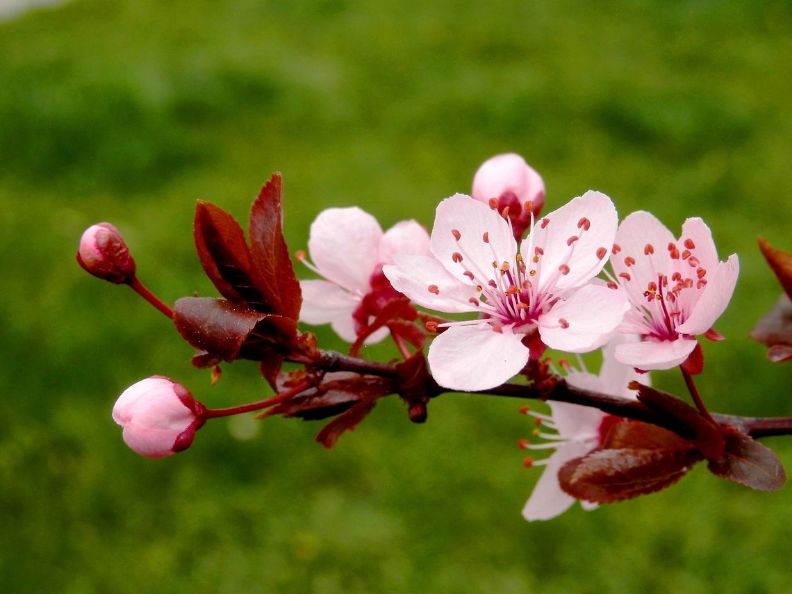 Black cherry plum - Prunus cerasifera 'Nigra'  Bulgaria,Cherry plum,Geotagged,Prunus cerasifera,Spring