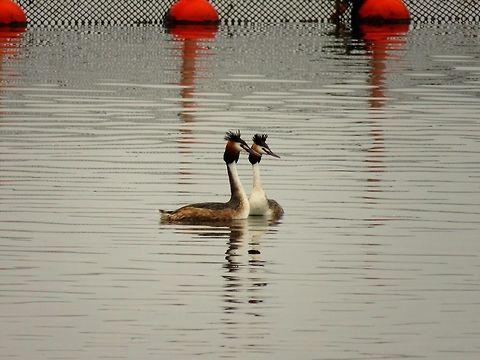 Great crested grebes courtship display 3 It was courtship season for the great crested grebes on lake Kerkini. Geotagged,Great Crested Grebe,Greece,Lake Kerkini,Podiceps cristatus,Spring,courtship display