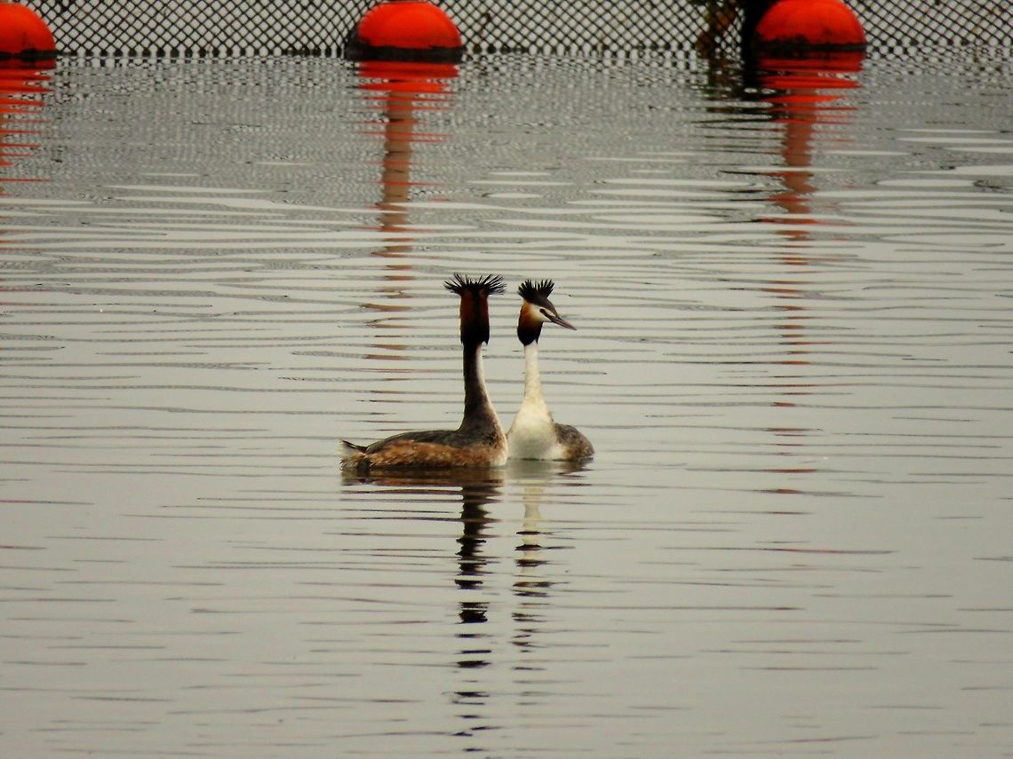 Great crested grebes courtship display 2 It was courtship season for the great crested grebes on lake Kerkini. Geotagged,Great Crested Grebe,Greece,Lake Kerkini,Podiceps cristatus,Spring,courtship display